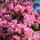 lagerstroemia-indica-choco-pink-