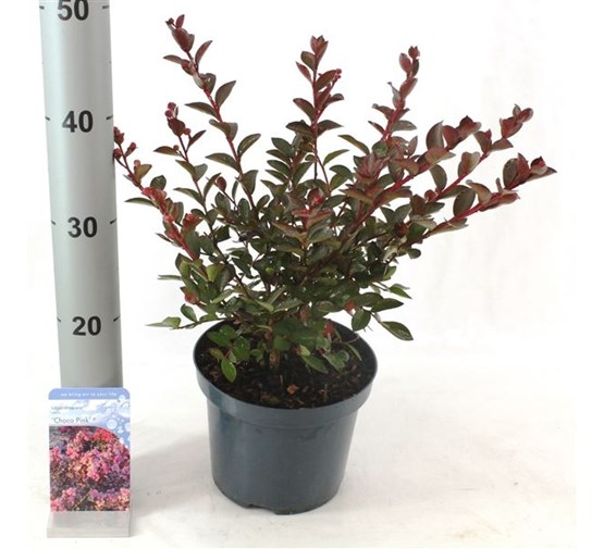 lagerstroemia-indica-choco-pink-