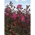 lagerstroemia-indica-rhapsody-in-blue-