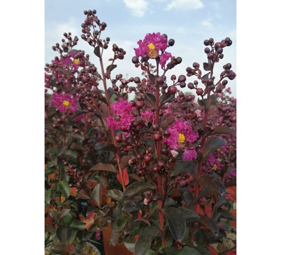 lagerstroemia-indica-rhapsody-in-blue-