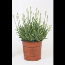 lavandula-angustifolia-alba