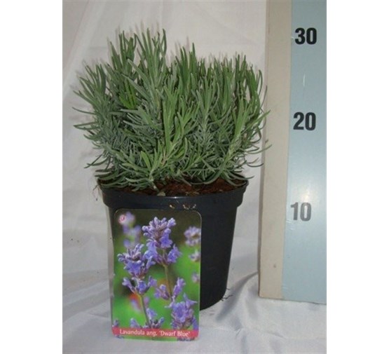 lavandula-angustifolia-dwarf-blue-