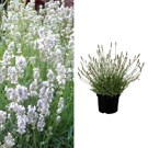 lavandula-angustifolia-edelweiss-