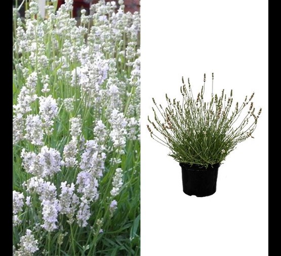 lavandula-angustifolia-edelweiss-