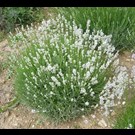 lavandula-angustifolia-edelweiss