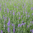 lavandula-angustifolia-essence-purple-