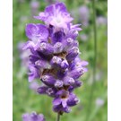 lavandula-angustifolia-essence-purple