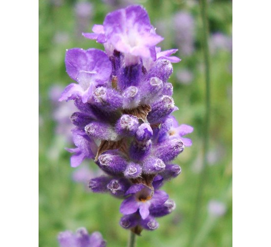 lavandula-angustifolia-essence-purple