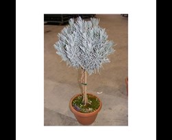 lavandula angustifolia geurlavendel op stam