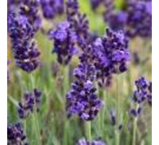 lavandula-angustifolia-lavance-purple