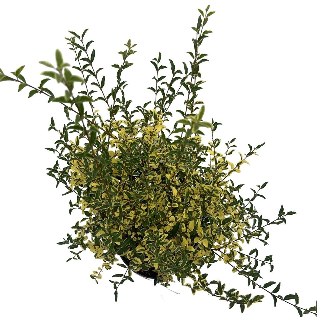 ligustrum ibota 'musli' - Tuincentrum Pelckmans