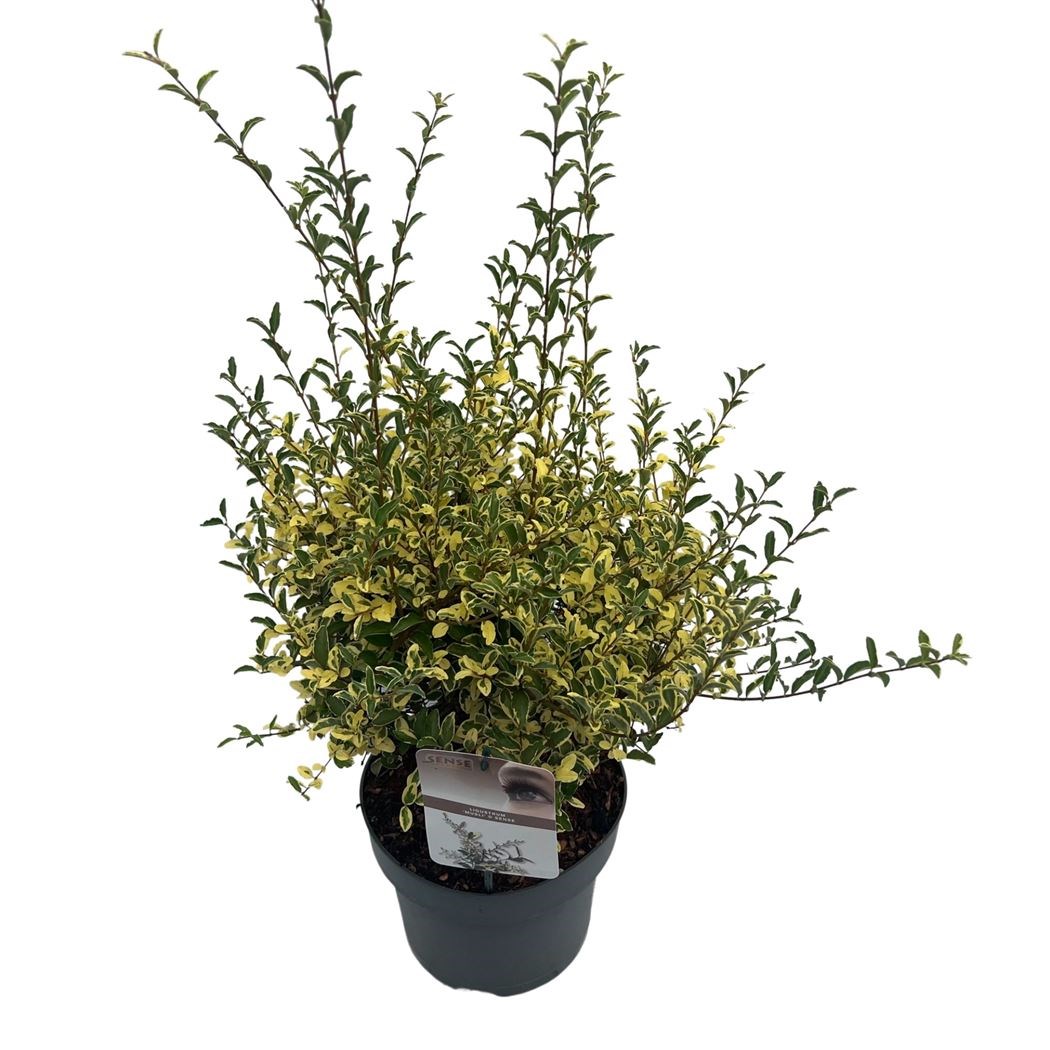 ligustrum ibota 'musli' - Tuincentrum Pelckmans