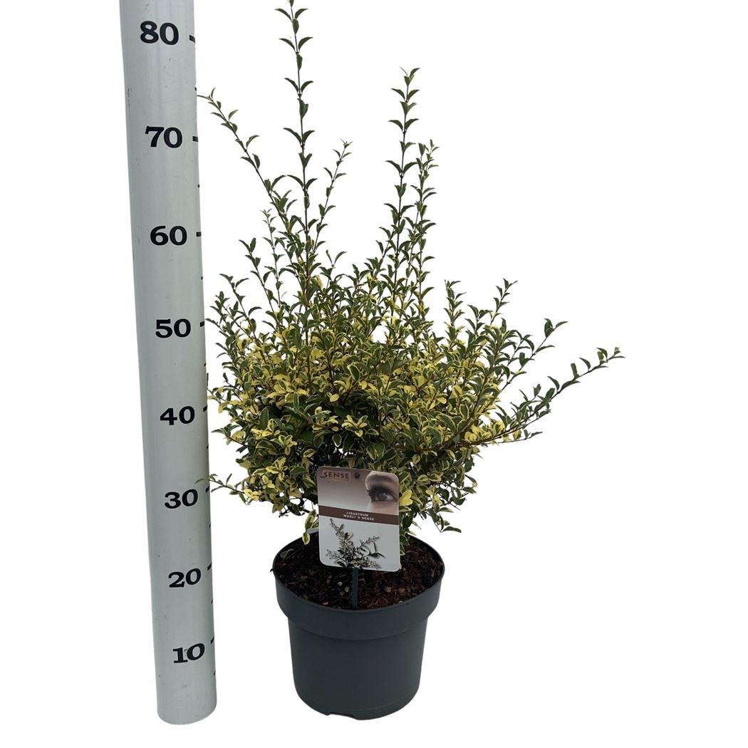 ligustrum ibota 'musli' - Tuincentrum Pelckmans