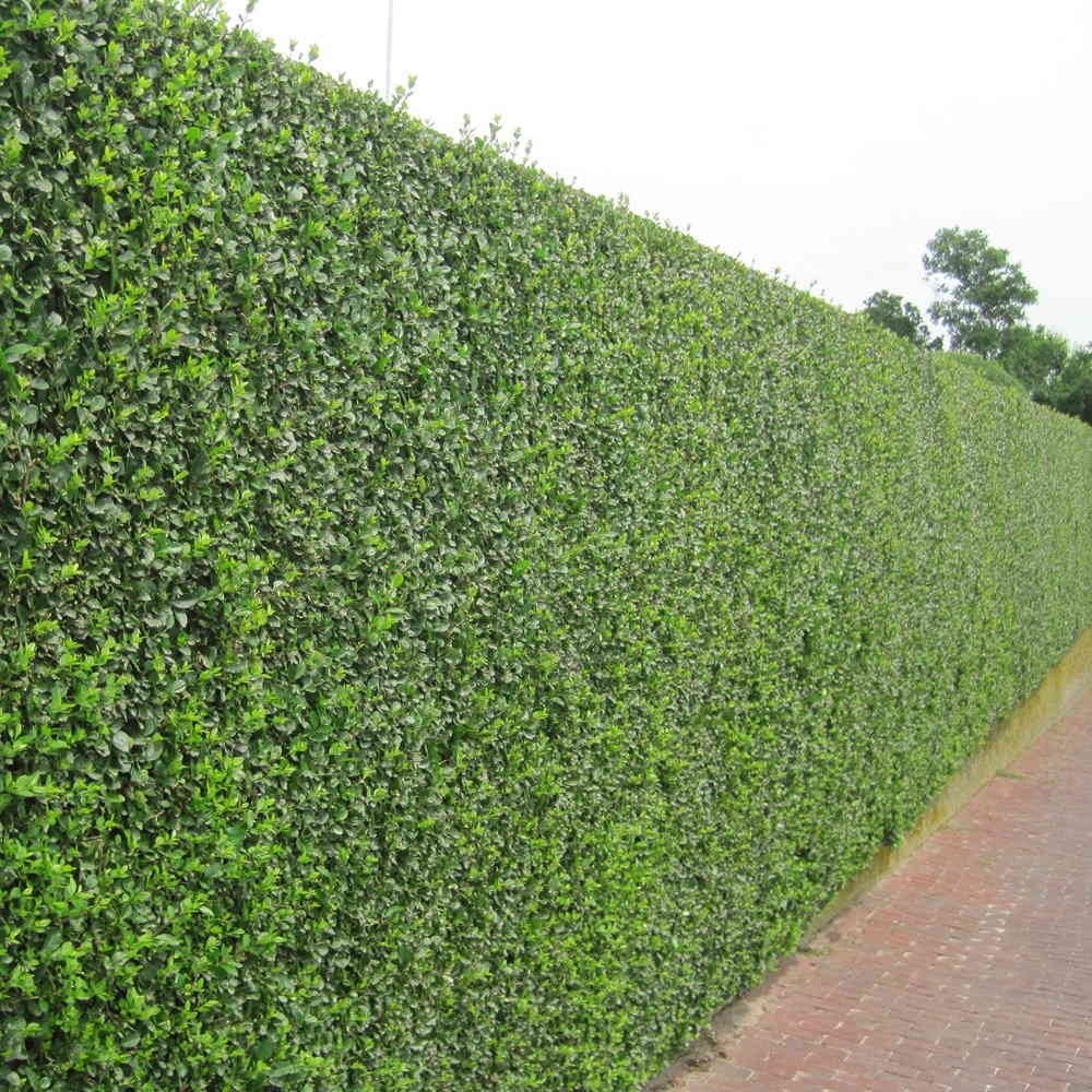 ligustrum ovalifolium - Tuincentrum Pelckmans