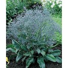 limonium-latifolium