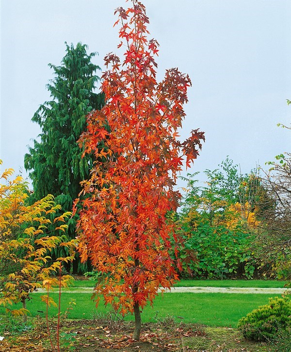 liquidambar styraciflua 'slender silhouette' Tuincentrum Pelckmans