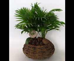 livistona rotundifolia
