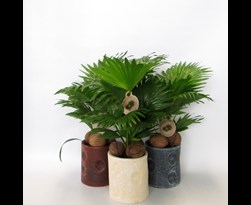 livistona rotundifolia in dot pot