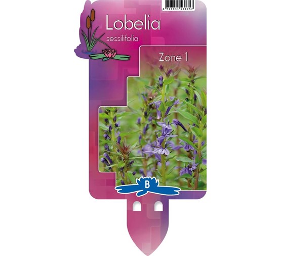 lobelia-sessilifolia