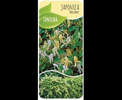 lonicera japonica 