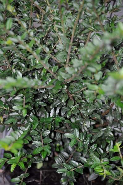 lonicera nitida 'elegant' - Tuincentrum Pelckmans