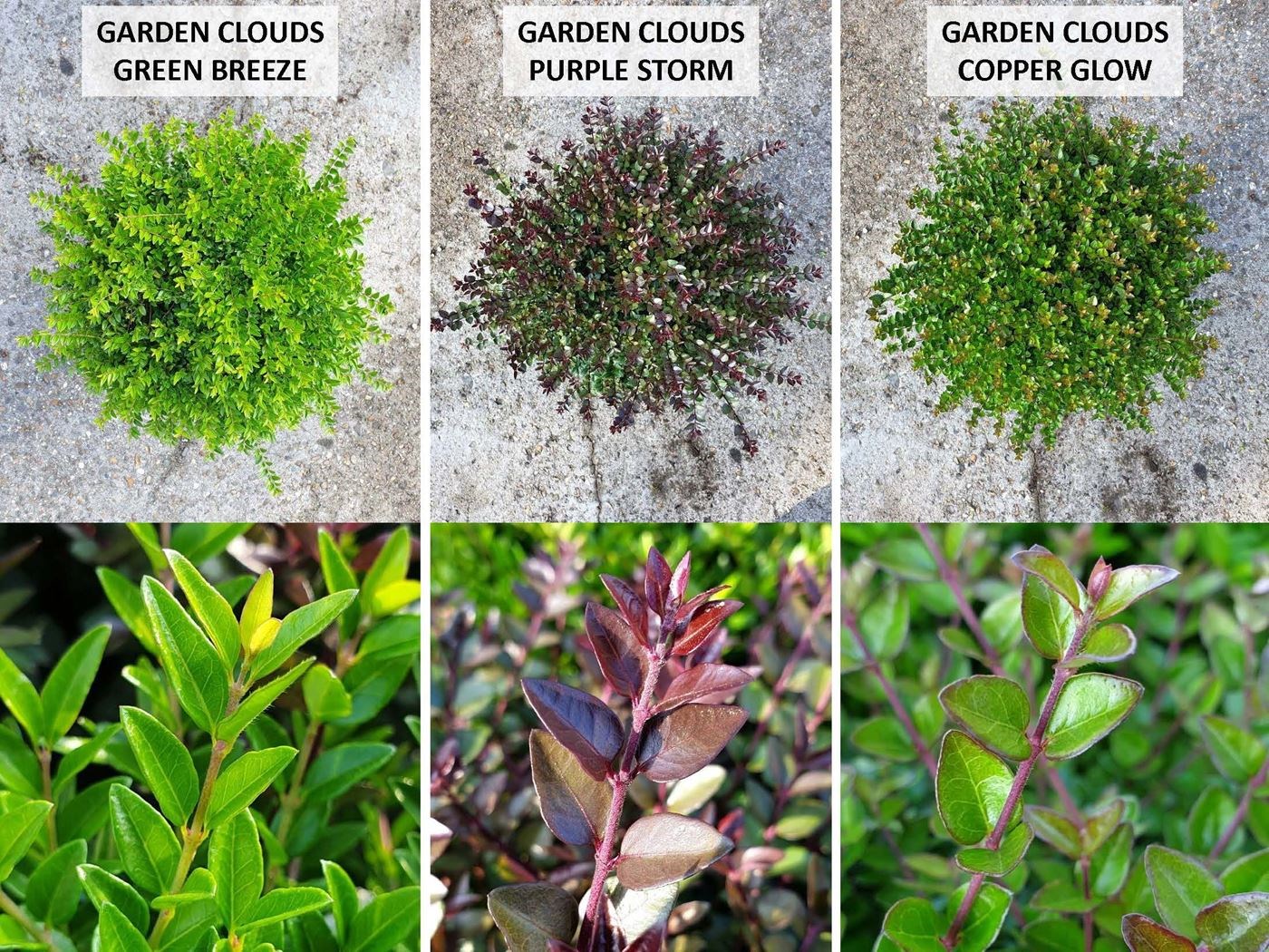 lonicera nitida garden clouds 'copper glow'
