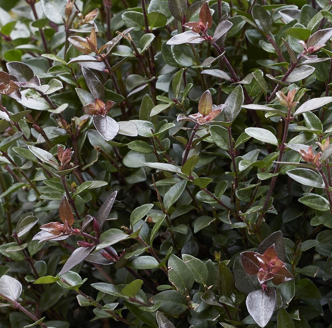 lonicera nitida garden clouds 'purple storm'
