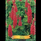 lupinus-the-pages-