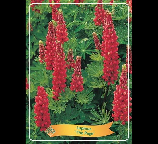 lupinus-the-pages-