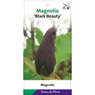 magnolia-black-beauty-