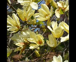 magnolia brooklynensis 