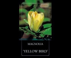 magnolia brooklynensis 