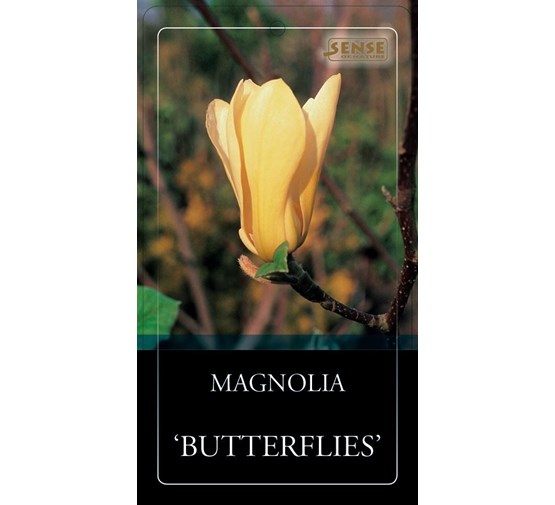magnolia-butterflies-