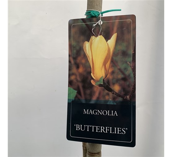 Magnolia-Butterflies-ASR