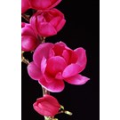 magnolia-cleopatra-