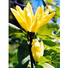 magnolia-daphne