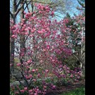 magnolia-george-henry-kern