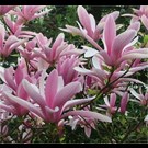 magnolia-george-henry-kern