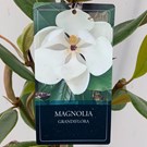 magnolia-grandiflora-