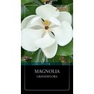 magnolia-grandiflora-
