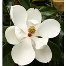 magnolia-grandiflora-gallisoniensis