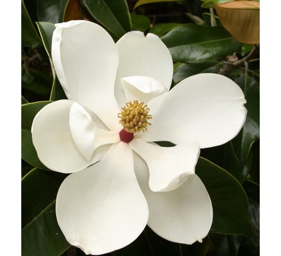 magnolia-grandiflora-gallisoniensis