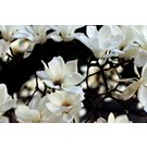 magnolia-grandiflora-little-gem-