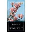 magnolia-heaven-scent-