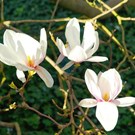 magnolia-kobus
