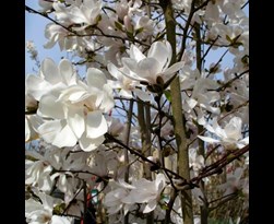 magnolia loebneri 