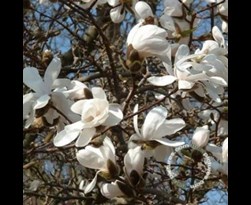 magnolia loebneri 