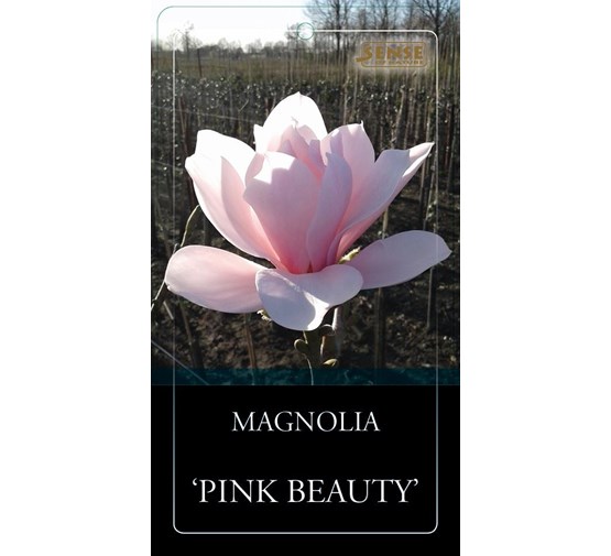 magnolia-pink-beauty-