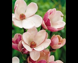 magnolia soulangeana 