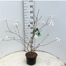 magnolia-stellata-1